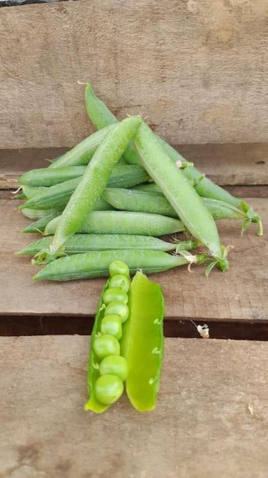 Montbron Maison De Campagne, Bulle De Verdure מראה חיצוני תמונה